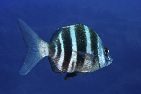 Close-up of a striped fish, zebra bream (Diplodus cervinus cervinus), swimming in the deep blue water. Dive site Las Rosas, Las Galletas, Tenerife, Canary Islands, Spain