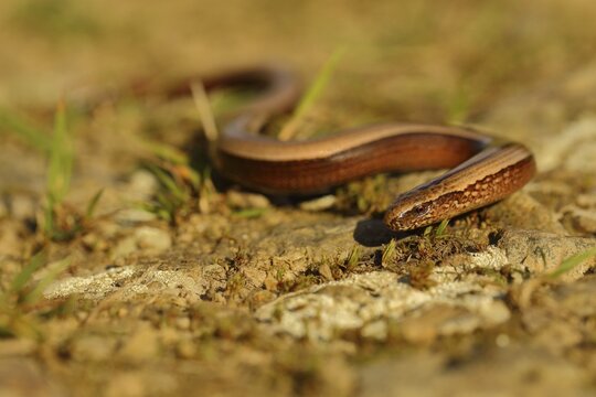 Slow worm (Anguis fragilis) crawls over stony ground, Wilden, North Rhine-Westphalia, Germany