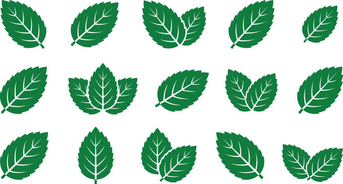 Green mint leaves, fresh organic peppermint sprigs, herbal spearmint foliage icons, aromatic botanical seasoning graphic design elements