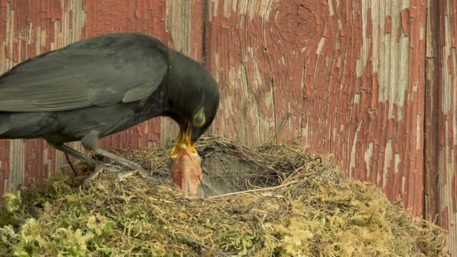 A male blackbird arrives with flying insects and feeds a newly hatched chick while a second chick is barely visible and remains inactive. Filmed in summer under natural daylight.