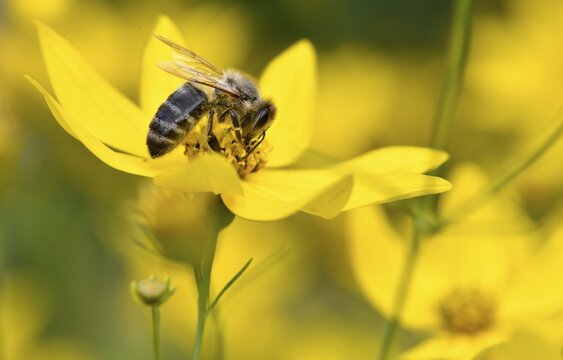Honey bee (Apis mellifera), collecting nectar on Tickseed (Coreopsis), Baden-W&uuml;rttemberg, Germany