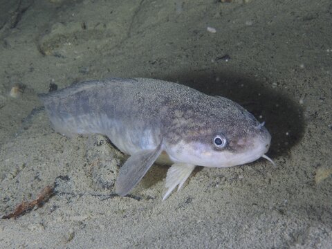 A greyish fish with a broad snout, burbot (Lota lota), rudd, on the sandy lake bottom. Dive site Kleiner Parkplatz, Herrliberg, Lake Zurich, Canton Zurich, Switzerland