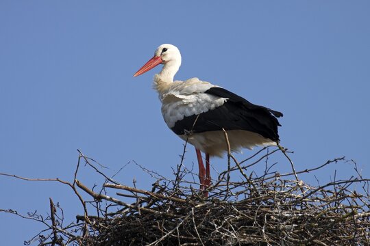 White stork (Ciconia ciconia) on nest, stork village Bergenhusen, Schleswig-Holstein, Germany