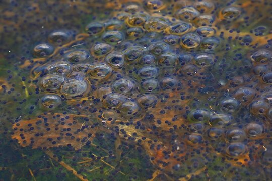 Spawn balls of moor frogs (Rana arvalis) during mating season, Schleswig-Holstein, Germany