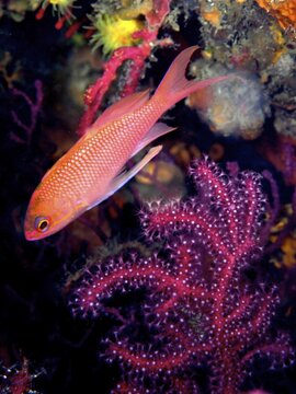 Mediterranean Flagfish (Anthias anthias), Dive Site Marine Reserve Cap de Creus, Cadaques, Costa Brava, Spain, Mediterranean Sea