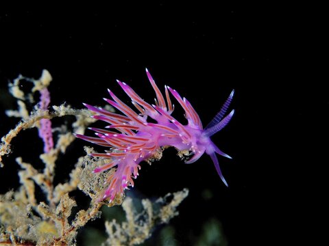 Violet thread snail (Flabellina affinis), pink thread snail, dive site marine reserve Cap de Creus, Cadaques, Costa Brava, Spain, Mediterranean Sea