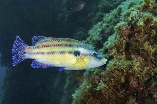 Fish with blue and yellow scales, peacock wrasse (Symphodus tinca), swimming near aquatic plants in a clear underwater environment in the Mediterranean Sea near Hy&egrave;res, dive site Giens Peninsula, Provence Alpes C&ocirc;te d'Azur, France