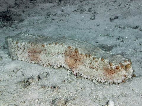 Brown box sea cucumber (Thelenota anax) resting on a sandy seabed, dive site Close Encounters, Permuteran, Bali, Indonesia