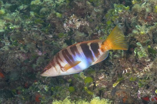 Painted comber (Serranus scriba), Dive site Marine Reserve Cap de Creus, Rosas, Costa Brava, Spain, Mediterranean Sea