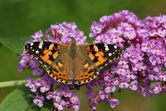 Painted lady (Vanessa cardui) (Cynthia cardui), butterfly on flowers from butterfly-bush (Buddleja davidii), Schleswig-Holstein, Germany