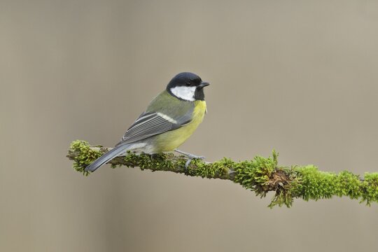 Great tit (Parus major), sitting on branch overgrown with moss, lateral view, Wilden, North Rhine-Westphalia, Germany