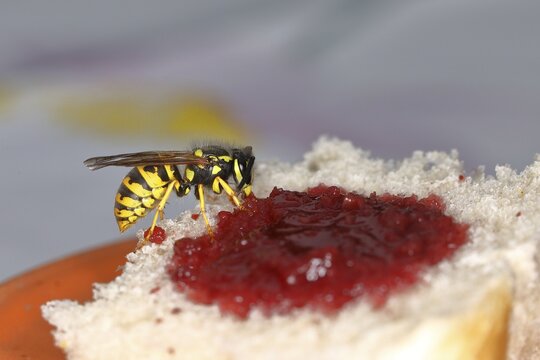 German wasp (Vespula germanica) feeding on a jam sandwich, Wilden, North Rhine-Westphalia, Germany