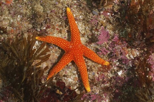 Orange starfish (Austrofromia schultzei), Aliwal Shoal dive site, Umkomaas, KwaZulu Natal, South Africa