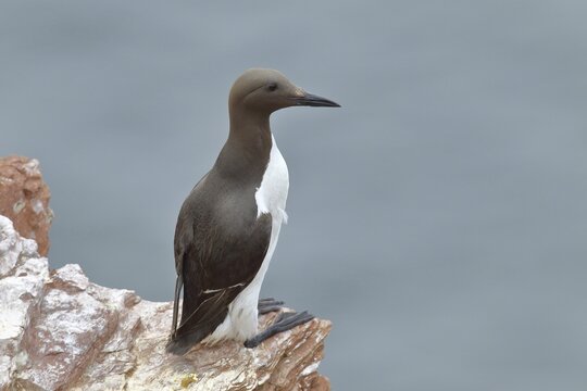 Common Guillemot (Uria aalge), adult, on sandstone rocks, Helgoland, North Sea, Germany