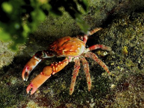 Red Mithraculus crab (Mithraculus forceps), crab, dive site John Pennekamp Coral Reef State Park, Key Largo, Florida Keys, Florida, USA