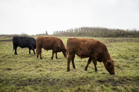 Galloway cattle on the pasture, Sylt salt marshes, Keitum, North Sea island of Sylt, North Frisia, Schleswig-Holstein, Germany