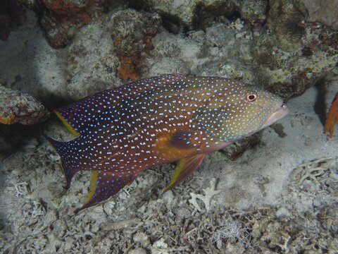 Yellow-edged lyretail (Variola louti), St Johns Reef Dive Site, Saint Johns, Red Sea, Egypt