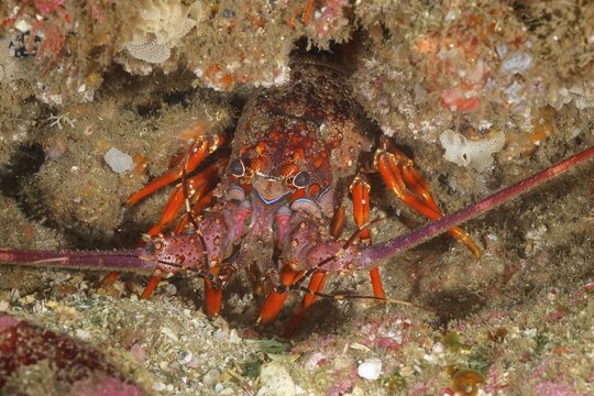 Comb crayfish (Panulirus homarus rubellus), Aliwal Shoal dive site, Umkomaas, KwaZulu Natal, South Africa