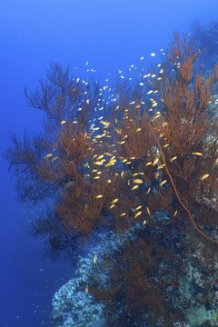 Black bushy black coral (Antipathes dichotoma) with a shoal, group of sea goldie (Pseudanthias squamipinnis), Utopia dive site, El Quesir, Egypt, Red Sea