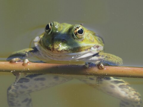 Portrait of the little water frog (Pelophylax lessonae) in the water. Neeracher Ried nature reserve, Neerach, Canton Zurich, Switzerland