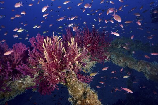 Vivid corals, color-changing gorgony (Paramuricea clavata), with pink-red fish, Mediterranean sea bass (Anthias anthias), on an old wreck in the Mediterranean near Hy&egrave;res, dive site wreck Le Grec, Giens peninsula, Porquerolles, Provence, C&ocirc;te d'Azur, Mediterranean, France