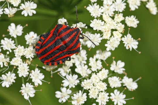 Italian striped-bug (Graphosoma lineatum) sitting on an umbel flower, Schleswig-Holstein, Germany