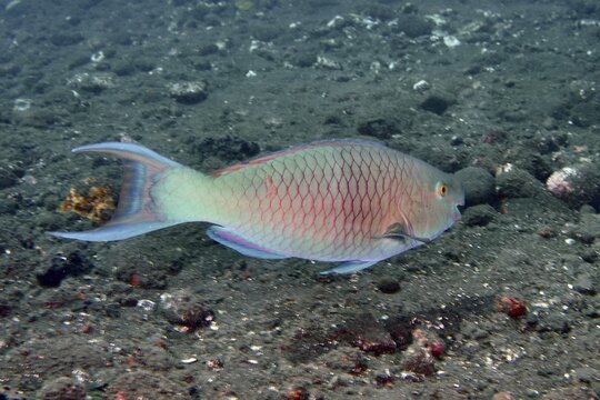Nose hump parrotfish (Scarus rubroviolaceus), parrotfish, with blue and pink scales swims near the seabed, dive site USAT Liberty, Tulamben, Bali, Indonesia