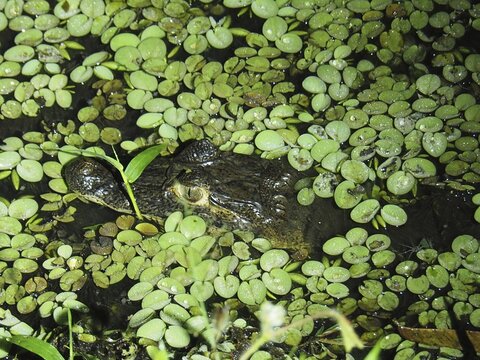 Spectacled caiman (Caiman crocodilus), spectacled caiman, in a pond in La Amistad National Park, Selva Bananito Lodge, Costa Rica, Central America