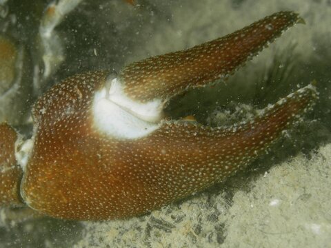 Close-up showing the detailed structure of a crayfish claw, in particular the eponymous white spot, of signal crayfish (Pacifastacus leniusculus), American crayfish, invasive species, in the water, Terlinden dive site, K&uuml;snacht, Lake Zurich, Canton Zurich, Switzerland