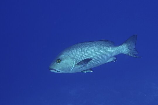 Two-spot red snapper (Lutjanus bohar), dive site St. Johns Reef, Red Sea, Egypt
