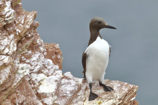 Common guillemot (Uria aalge), adult, on sandstone rocks, Helgoland, North Sea, Germany
