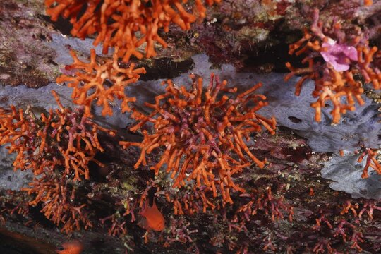 False coral (Myriapora truncata) in the Mediterranean near Hy&egrave;res. Dive site marine reserve Port Cros, C&ocirc;te d'Azur, France