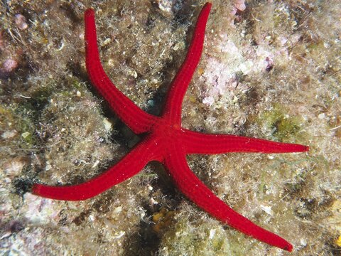 Bright red orange starfish (Hacelia attenuata) at the bottom of a reef in the Mediterranean near Hy&egrave;res, Giens peninsula diving site, Porquerolles, Provence, C&ocirc;te d'Azur, France