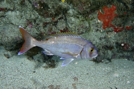Silver fish with conspicuous tail, red seabream (Pagellus erythrinus), swimming in front of a rock, Los Champignones dive site, Las Galletas, Tenerife, Canary Islands, Spain