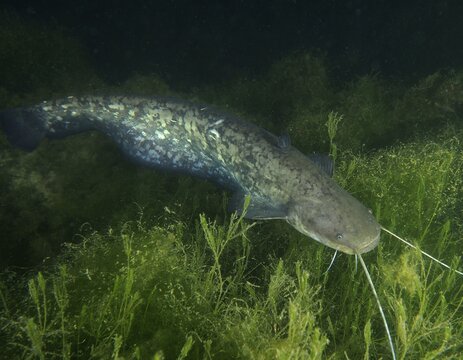 Catfish (Silurus glanis), Waller, swimming in a dark, plant-rich underwater area, dive site Zollbr&uuml;cke, Rheinau, Canton Zurich, Rhine, High Rhine, Switzerland, Germany
