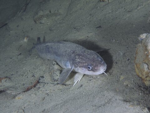 Burbot (Lota lota), Rutte, lying on the lake bottom, diving site Kleiner Parkplatz, Herrliberg, Lake Zurich, Canton Zurich, Switzerland