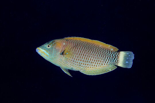 Chiseltooth wrasse (Pseudodax moluccanus) at night, monochrome black background, dive site House Reef, Mangrove Bay, El Quesir, Red Sea, Egypt