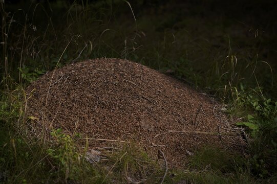 Ant hill, anthill, wood ants, at the biotope, moor, Schwarze Lacke, Vigiljoch, Glaubensweg, near Lana, South Tyrol, Autonomous Province of Bolzano, Italy