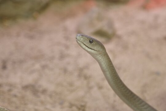 Black mamba (Dendroaspis polylepis), animal portrait, captive, venomous snake, occurrence in Africa, Terrazoo, North Rhine-Westphalia, Germany