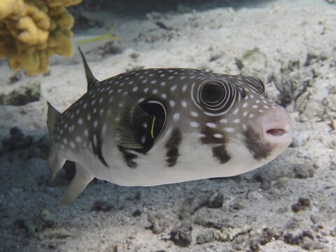Spotted fish with large eyes, white-spotted pufferfish (Arothron Hispidus), swimming over sandy bottom, dive site House Reef, Mangrove Bay, El Quesir, Red Sea, Egypt