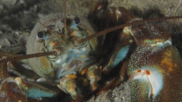 Portrait of signal crayfish (Pacifastacus leniusculus), American crayfish, invasive species, Terlinden dive site, K&uuml;snacht, Lake Zurich, Canton Zurich, Switzerland