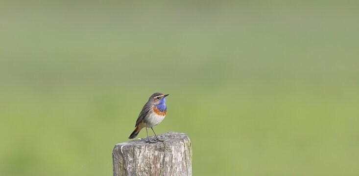 Bluethroat (Luscinia svecica cyanecula), male, on a pasture fence post, wildlife, Lembruch, Ochsen Moor, D&uuml;mmer nature park Park, Lower Saxony, Germany