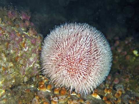 European edible sea urchin (Echinus esculentus) . Mullaghmore Dive Site, Co. Sligo, Irish Sea, North Atlantic, Ireland