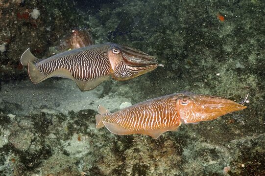 Pair of patchwork cuttlefish (Sepia vermiculata), dive site Aliwal Shoal, Umkomaas, KwaZulu Natal, South Africa