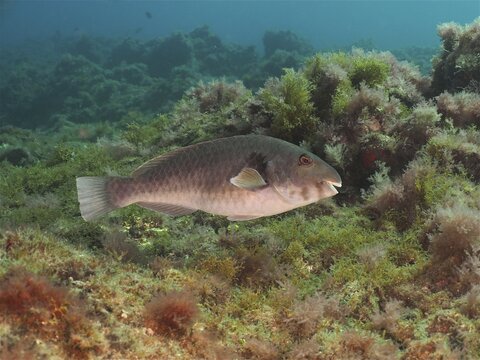 Mediterranean parrotfish (Sparisoma cretense), El Cabron marine reserve dive site, Arinaga, Gran Canaria, Spain, Atlantic Ocean