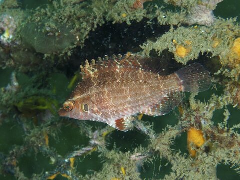 A fish with detailed scales, Lembeh dwarf wrasse (Pteragogus cryptus), wrasse, swimming near underwater vegetation, dive site Secret Bay, Gilimanuk, Bali, Indonesia