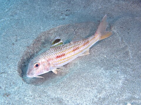 A striped red mullet (Mullus surmuletus) searches the sandy bottom with its barbels for food. Dive site El Cabron marine reserve, Arinaga, Gran Canaria, Spain, Atlantic Ocean