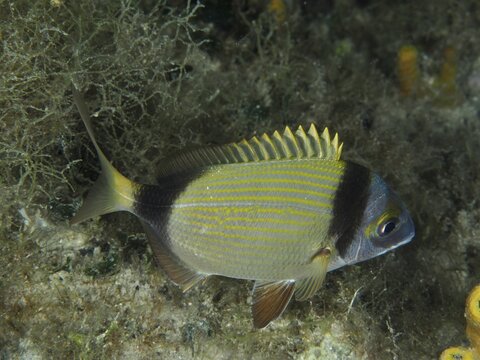 Ein gestreifter Fisch mit gelben R&uuml;ckenflossen, Zweibindenbrasse (Diplodus vulgaris), befindet sich in einer algenreichen Umgebung. Tauchplatz Hausriff, Stoja, Pula, Kroatien, Mittelmeer