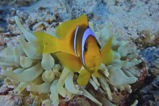 Portrait of red sea clownfish (Amphiprion bicinctus), Panorama Reef dive site, Hurghada, Egypt, Red Sea