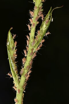 Rose Aphids (Macrosiphum rosae), colony, pest on the stem of a Rose (Rosa)
